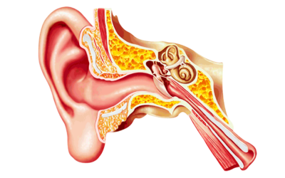 ORL – OPHTALMOLOGIE