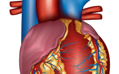 MALADIES DE L’APAREIL CARDIO-VASCULAIRE