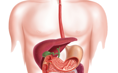 MALADIES DE L’APAREIL DIGESTIF