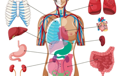 Anatomie pathologique I