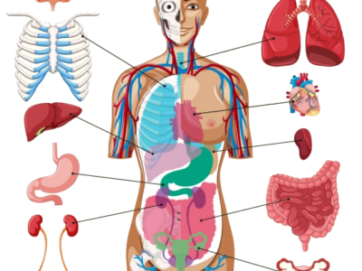 Anatomie pathologique I